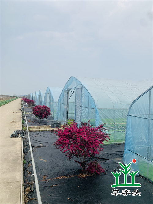 湖南草字頭生態環境建設有限公司,人造草坪假草皮,湖南雨水收集處理工藝